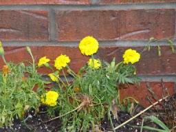 Yellow Marigold.JPG